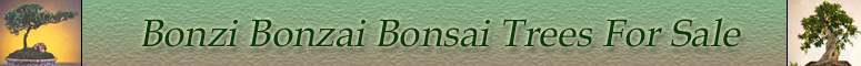 Bonzi Bonzai Bonsai Trees For Sale - Learn about Bonsai Trees for beginning to advanced Bonsai enthusiasts here.